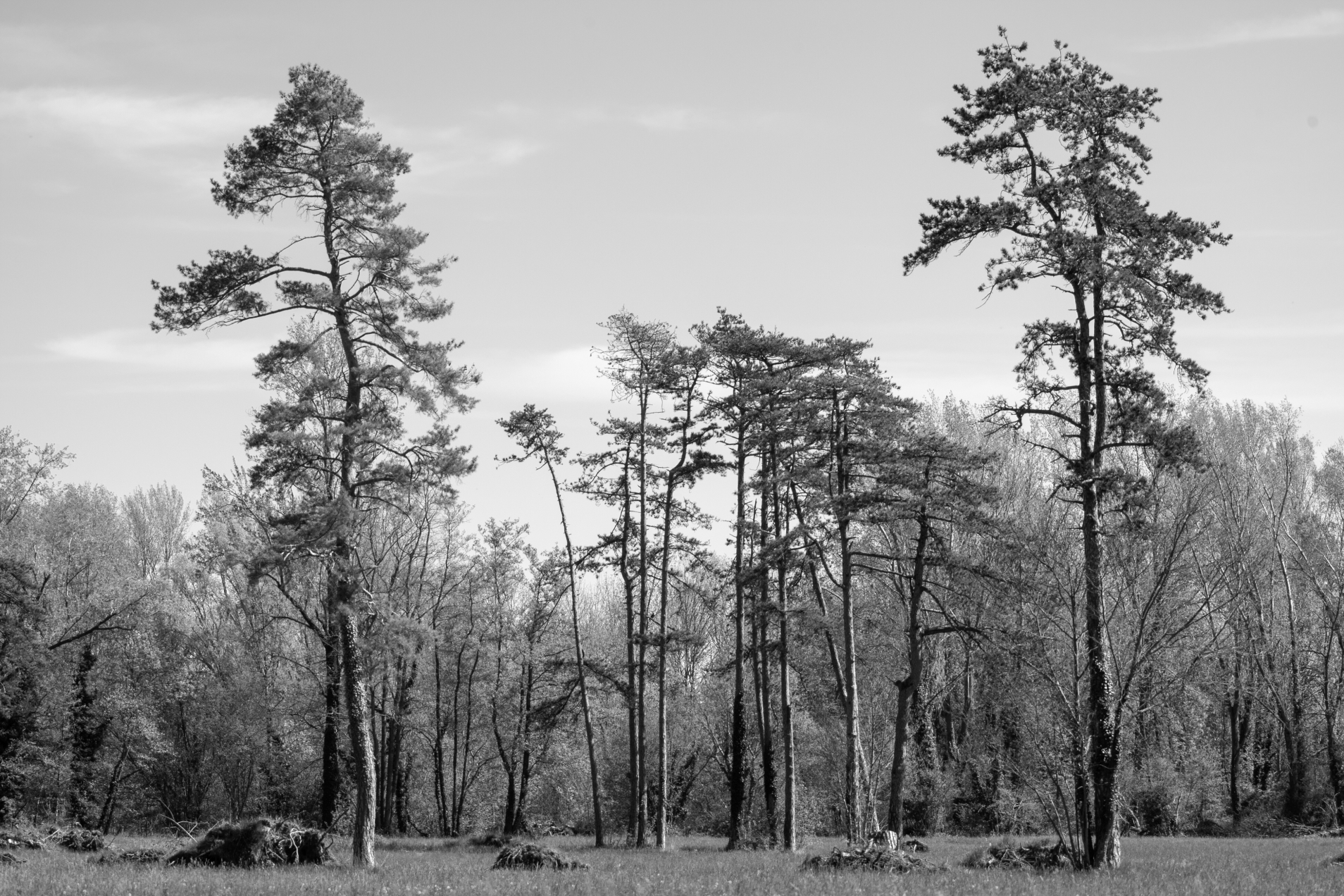 _T7X2588-bnX-sito-JPG.jpg